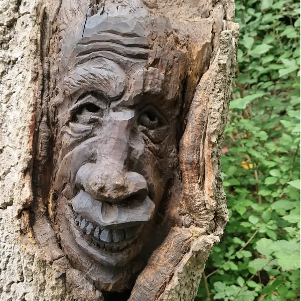 Beeld Gaasterbos